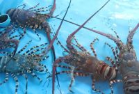 Budidaya Lobster Air Tawar Di Aquarium