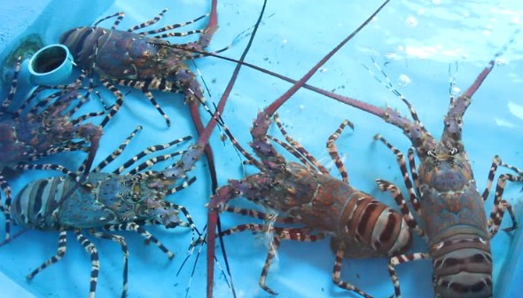 Budidaya Lobster Air Tawar Di Aquarium