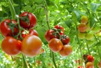 Cara Budidaya Tanaman Tomat Organik
