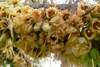 Cara Merawat Pohon Durian Yang Sedang Berbunga