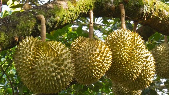 80+ Gambar Pohon Durian Yang Sedang Berbuah Terbaik