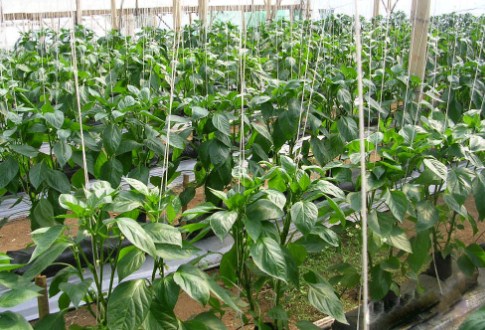 Budidaya Paprika Dalam Greenhouse : Syarat Tumbuh & Umur Panen
