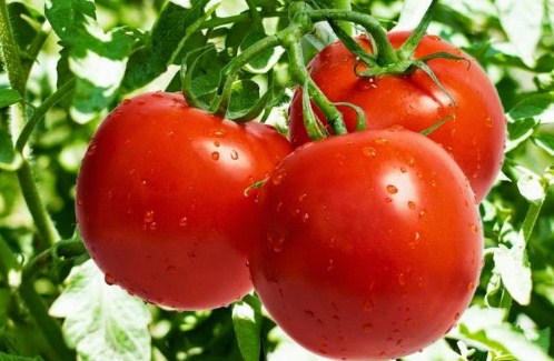 Pengertian Tomat Dan Manfaatnya