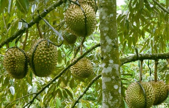 Cara-Menanam-Durian