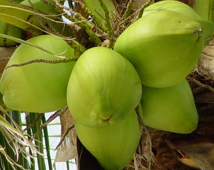 menanam-pohon-kelapa