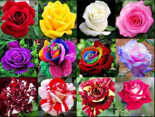 Jenis Bunga Mawar