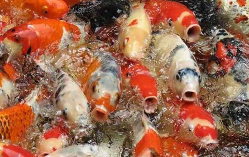 Budidaya Ikan Koi
