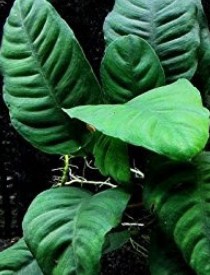 Anubias-Coffeefolia
