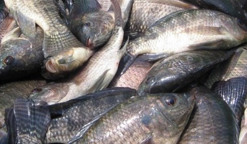 Budidaya-Ikan-Mujair