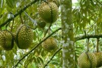 Cara-Menanam-Durian