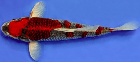 Ikan-Koi-Goshiki