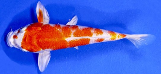Ikan-Koi-Hariwake
