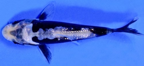 Ikan-Koi-Kumonryu