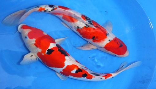 Ikan-Koi-Sanke