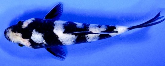 Ikan-Koi-Shiro-Utsuri