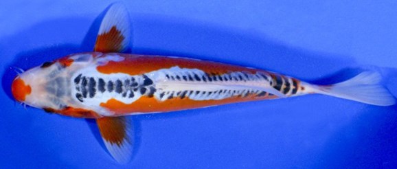Ikan-Koi-Shusui