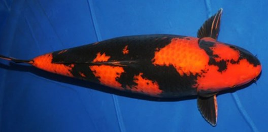 Jenis Ikan Koi Hi Utsuri