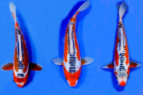 Jenis Ikan Koi Shusui