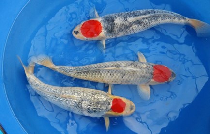 Jenis Ikan Koi Tancho Goshiki