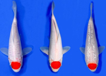 Jenis Ikan Koi Tancho Kohaku