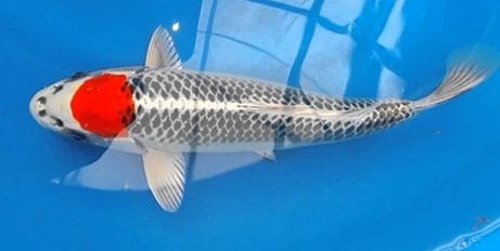 Jenis Ikan Koi Tancho Kujaku