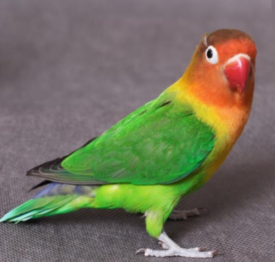 Burung-Lovebird-Biola