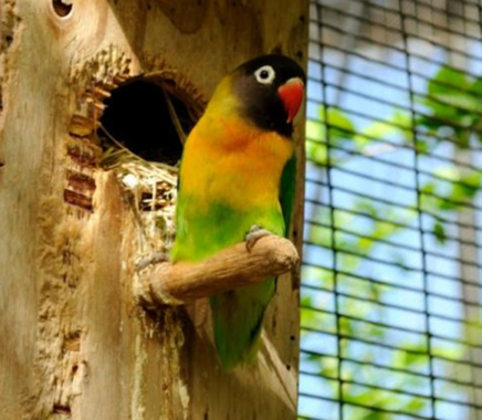 Burung-Lovebird-Dakocan