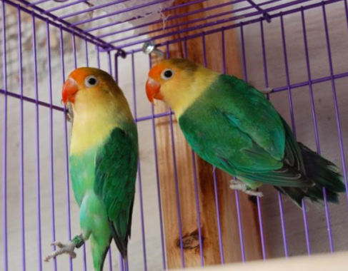Burung-Lovebird-Parblue