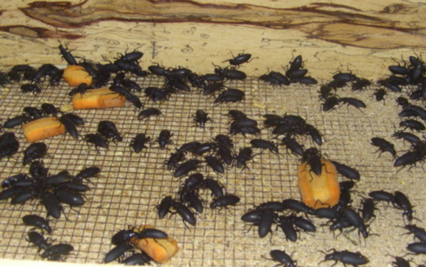 Kumbang Bertelur diatas kotak berisikan pollard