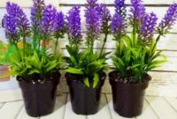 cara-merawat-tanaman-lavender