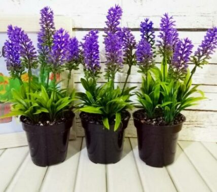 cara-merawat-tanaman-lavender