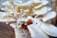 syarat-tumbuh-jamur-tiram-putih