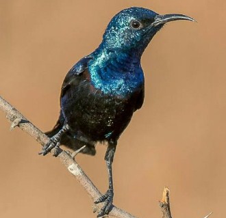 Burung Kolibri Ninja Merawat Memilih Melatih Makan Gambar