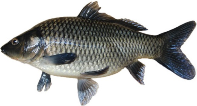 Ikan-Mas-Majalaya