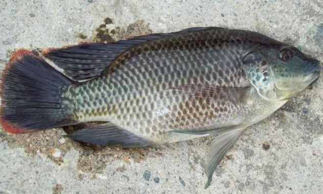 Ikan-Mujair