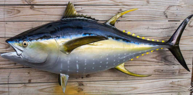 Ikan-Tuna