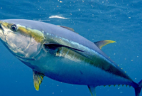 Tuna-Sirip-Biru