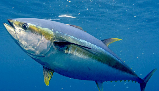 Tuna-Sirip-Biru