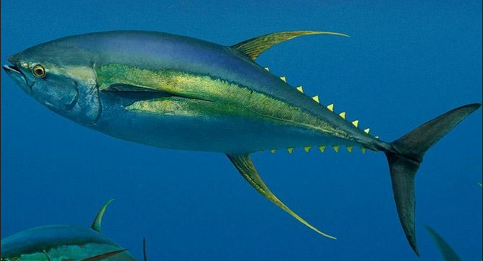 Tuna-Sirip-Kuning