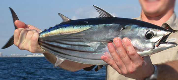 Tuna-Skipjack