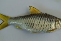 Budidaya-Ikan-Wader