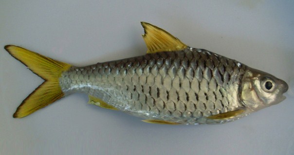 Budidaya-Ikan-Wader