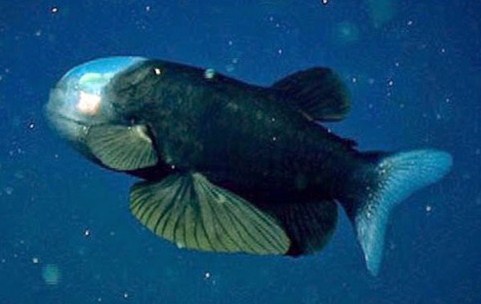 Ikan-Mata-Barrel