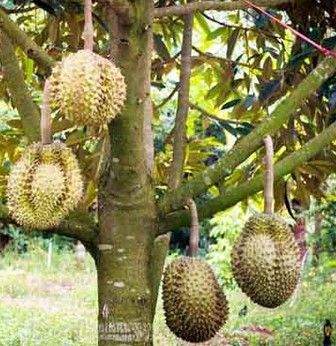 cara berkebun durian