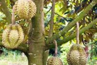 cara-berkebun-durian