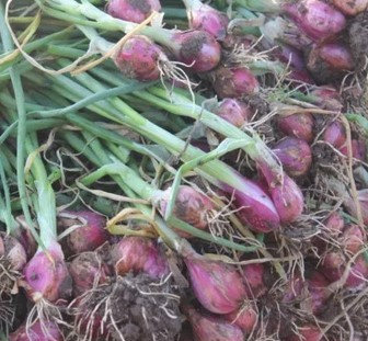 9 Cara Bertani Bawang Merah yang Baik