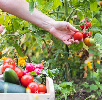 12 Cara Bertani Tomat yang Baik dan Benar