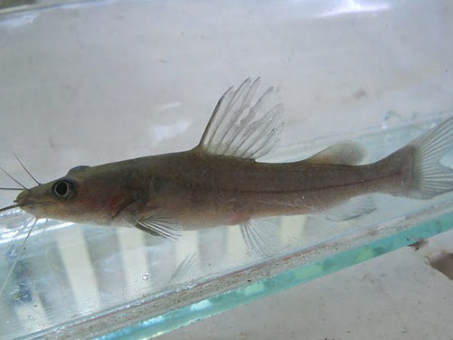 Budidaya Ikan Baung