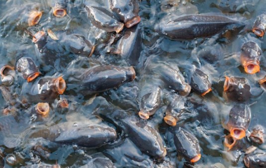 Budidaya Ikan Mas Bioflok
