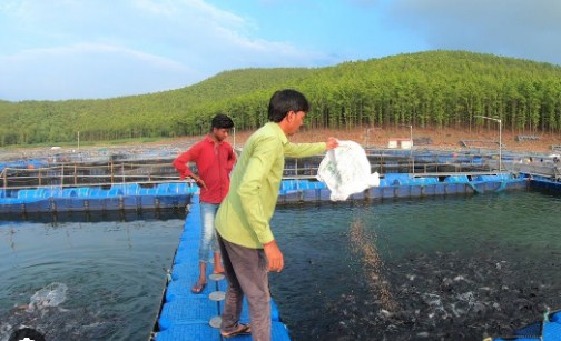 Budidaya Ikan Kerapu Macan Sistem KJA Mudah Untuk Pemula